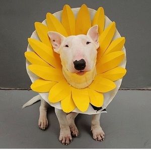 Meet your Posher, Jui